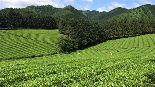 農(nóng)業(yè)部牽頭成立中國茶產(chǎn)業(yè)聯(lián)盟，公司選為副理事長單位