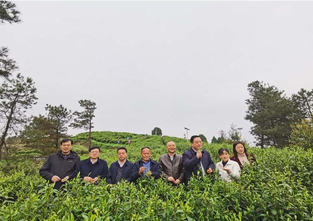 公司負責人陪同省供銷社、湘西州領(lǐng)導一行調(diào)研我司青干村茶葉扶貧示范基地